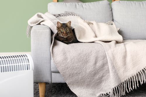 Cold Cat Home Fresh Air